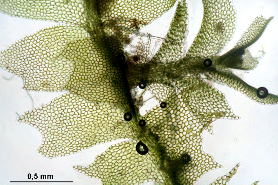 Chiloscyphus profundus (Lophocolea heterophylla)