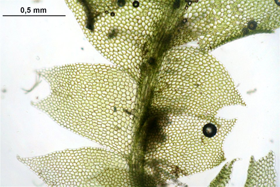 Chiloscyphus profundus (Syn. Lophocolea heterophylla)
