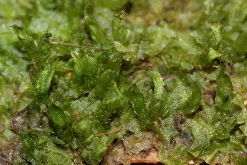 Chiloscyphus profundus (Lophocolea heterophylla)
