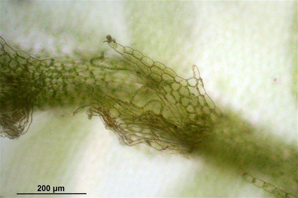Chiloscyphus profundus (Syn. Lophocolea heterophylla)