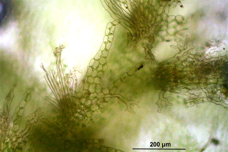 Chiloscyphus profundus (Lophocolea heterophylla)
