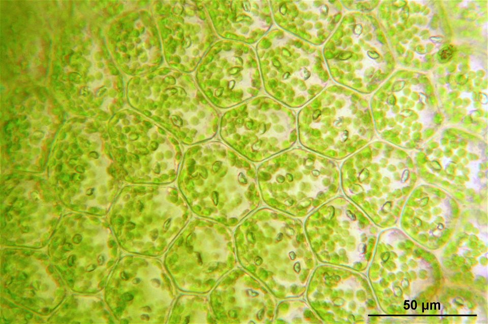 Chiloscyphus profundus (Syn. Lophocolea heterophylla)