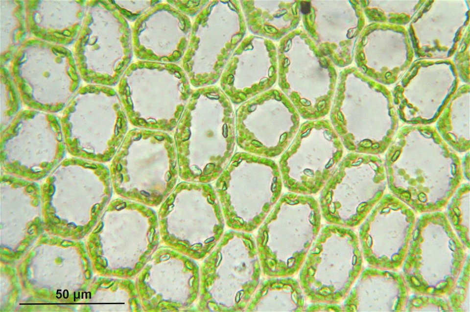 Chiloscyphus profundus (Lophocolea heterophylla)
