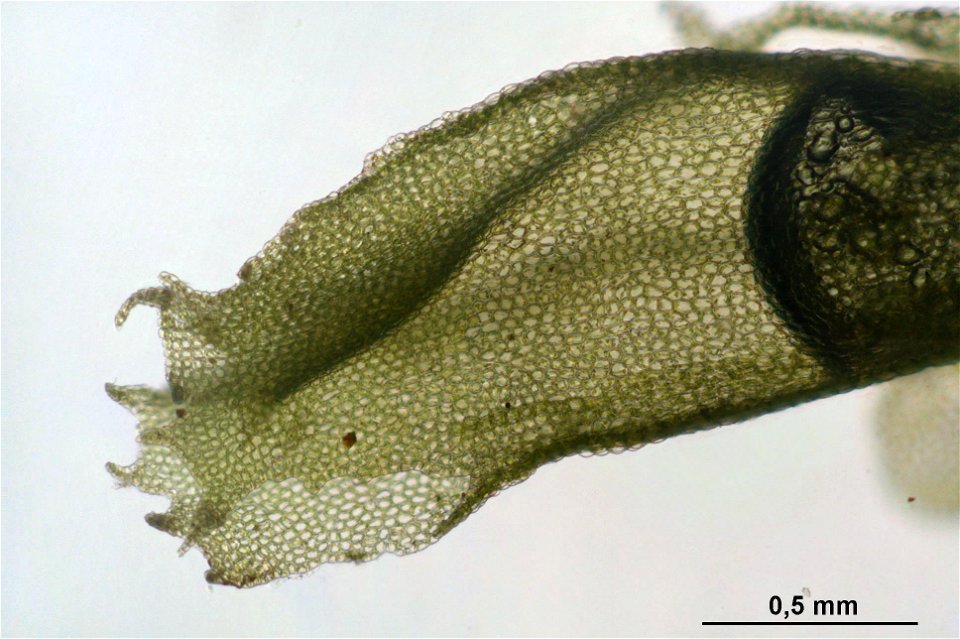Chiloscyphus profundus (Lophocolea heterophylla)