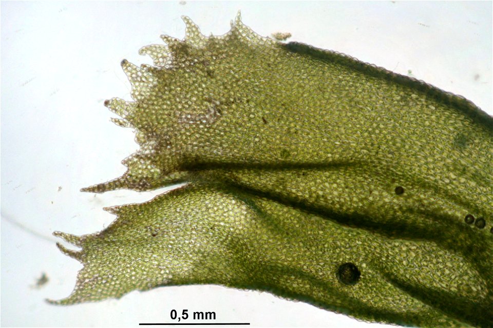 Chiloscyphus profundus (Lophocolea heterophylla)