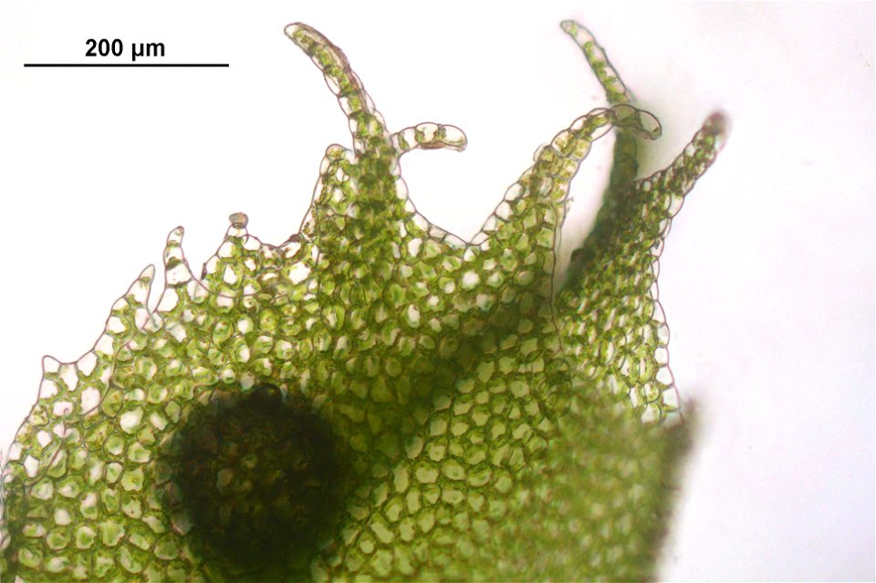 Chiloscyphus profundus (Syn. Lophocolea heterophylla)