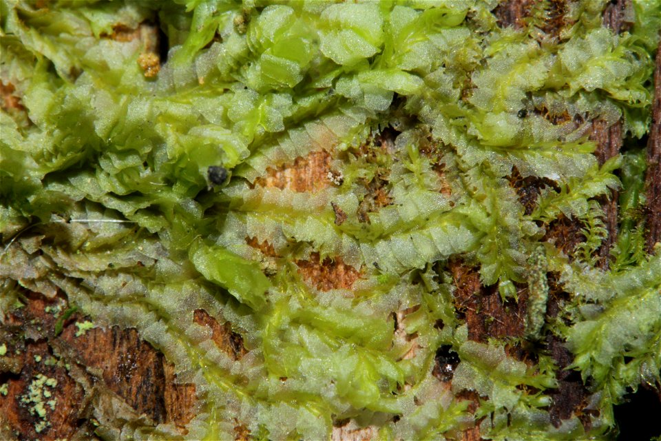 Chiloscyphus profundus