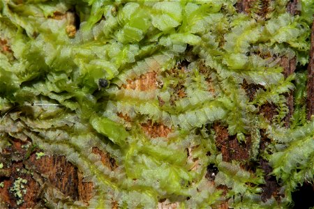 Chiloscyphus profundus