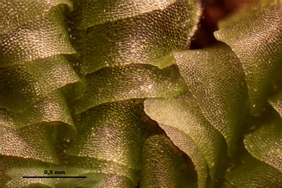 Chiloscyphus profundus
