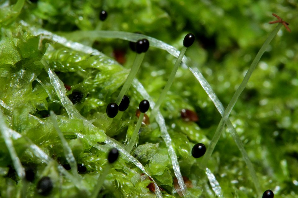 Lophocolea heterophylla