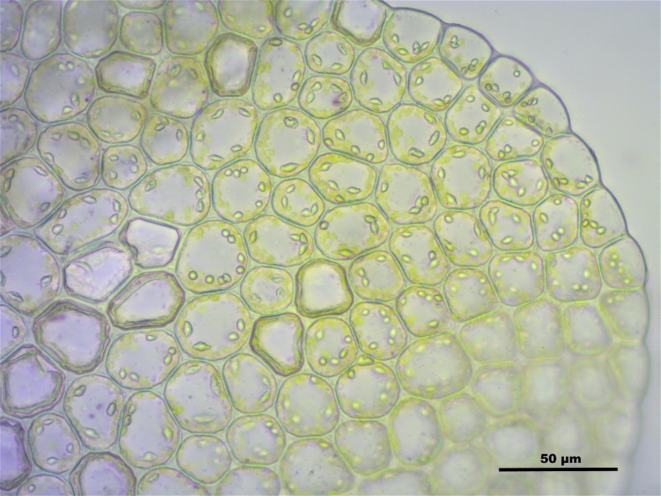 Chiloscyphus profundus