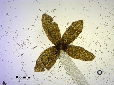 Lophocolea heterophylla