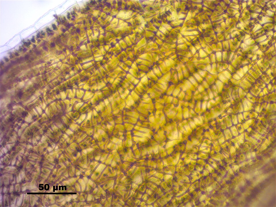 Lophocolea heterophylla