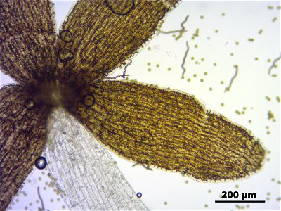 Lophocolea heterophylla