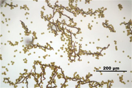 Lophocolea heterophylla