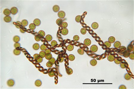 Lophocolea heterophylla