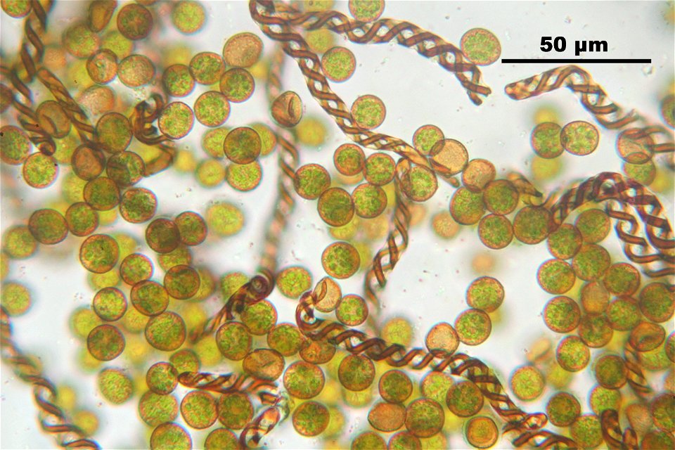 Lophocolea heterophylla