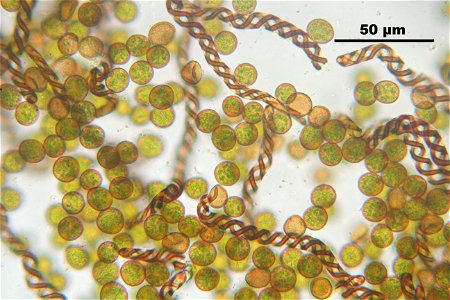 Lophocolea heterophylla