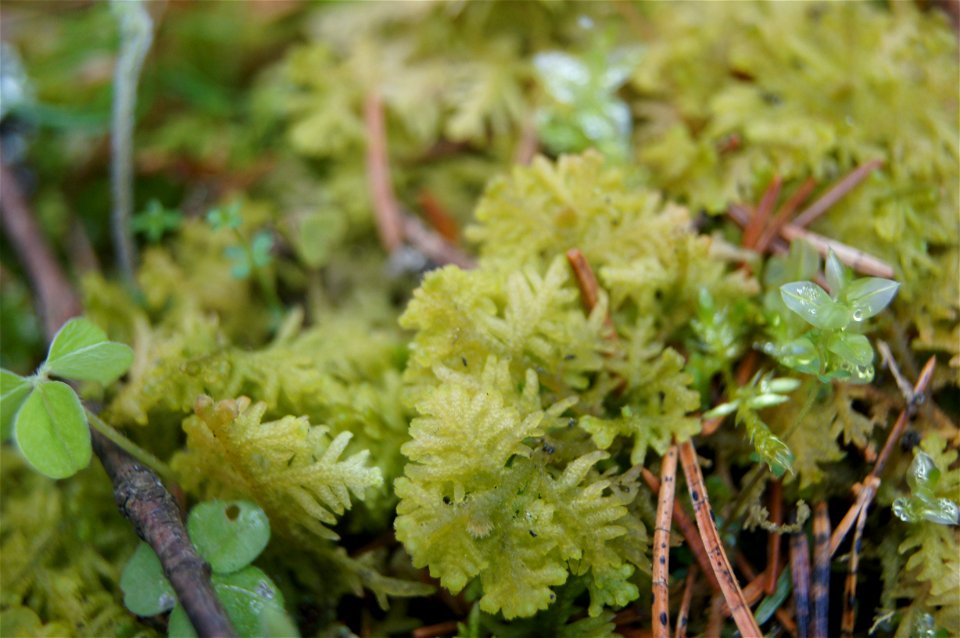 Pūkuotoji apuokė (Trichocolea tomentella) Punios šile