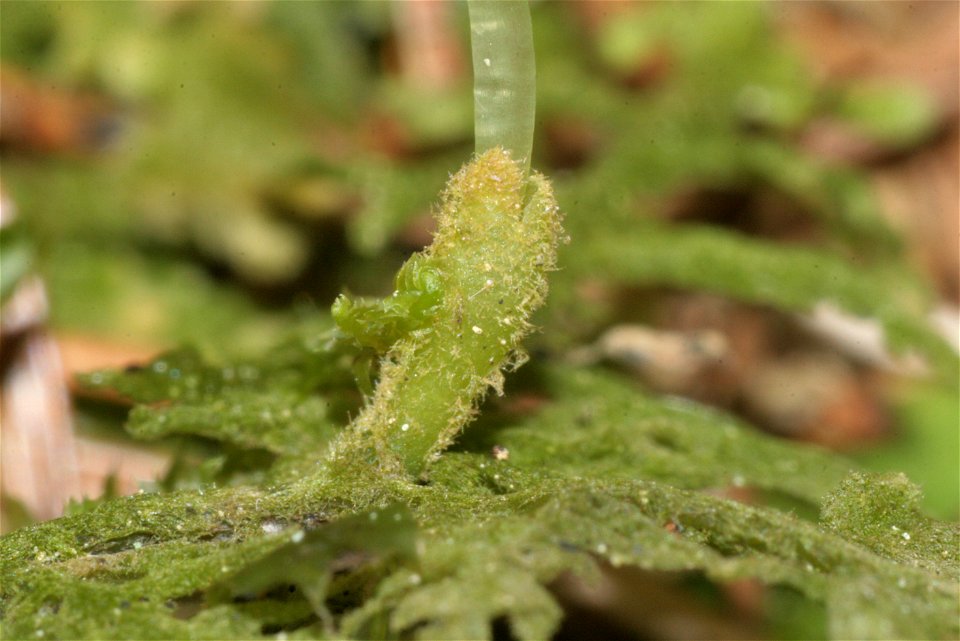 Trichocolea tomentella
