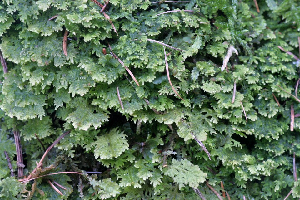 Trichocolea tomentella