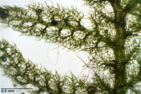 Trichocolea tomentella