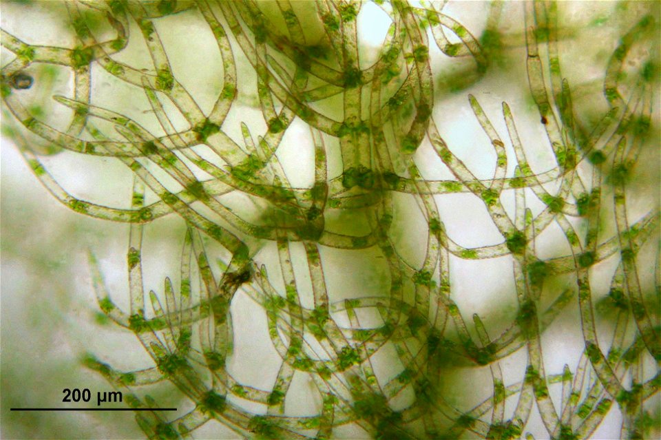 Trichocolea tomentella