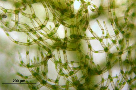 Trichocolea tomentella