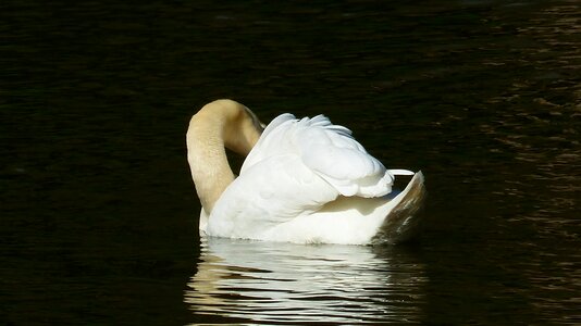 Reflection bird river