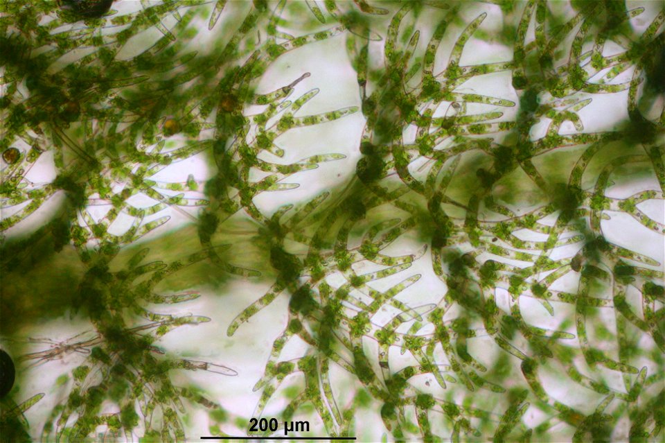 Trichocolea tomentella