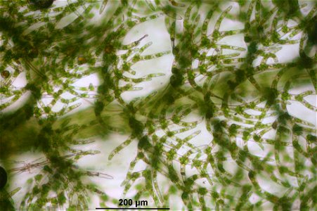 Trichocolea tomentella