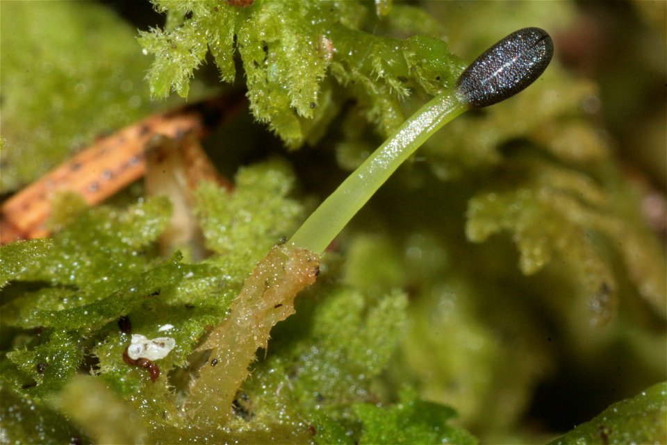 Trichocolea tomentella