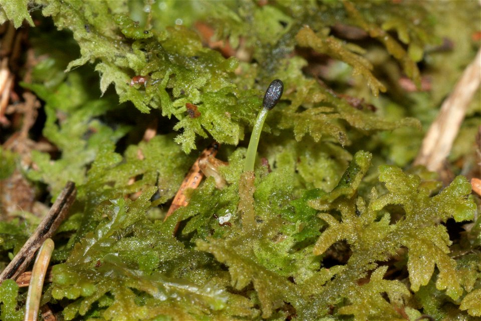 Trichocolea tomentella