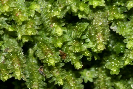 Diplophyllum albicans