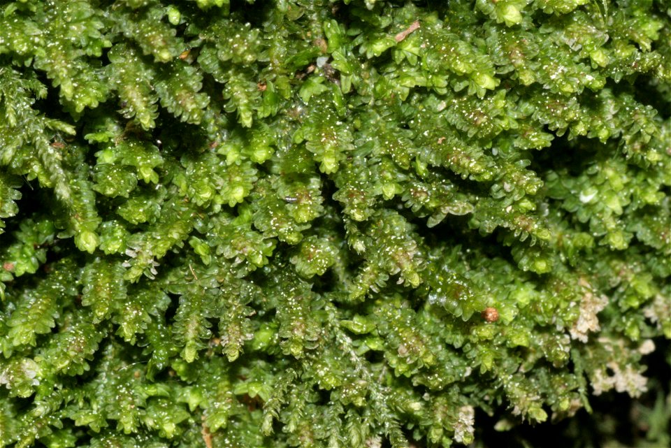 Diplophyllum albicans
