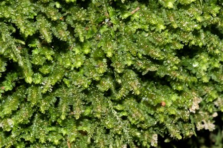 Diplophyllum albicans