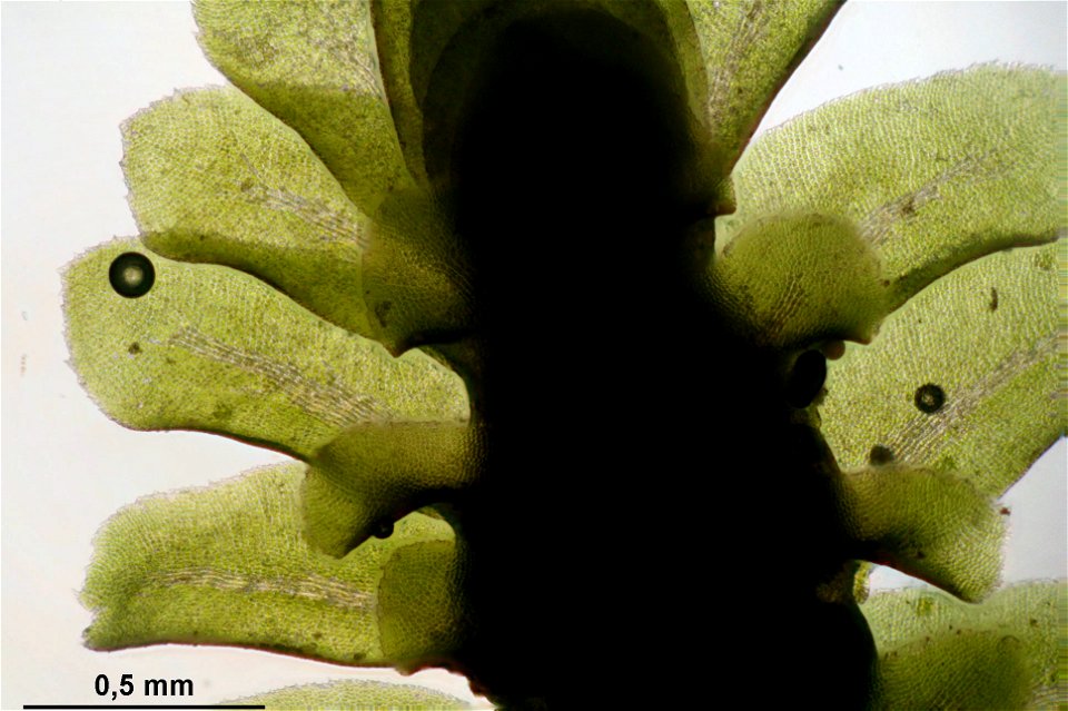 Diplophyllum albicans
