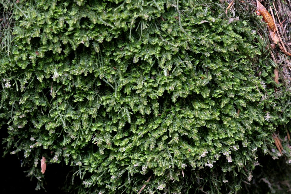 Diplophyllum albicans