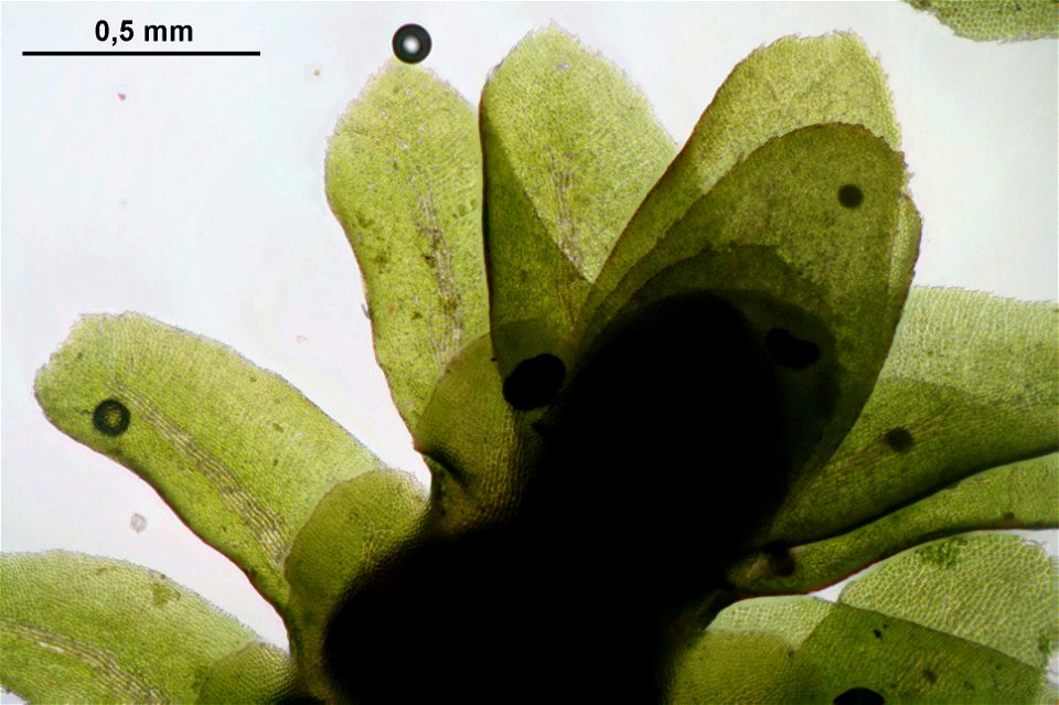 Diplophyllum albicans