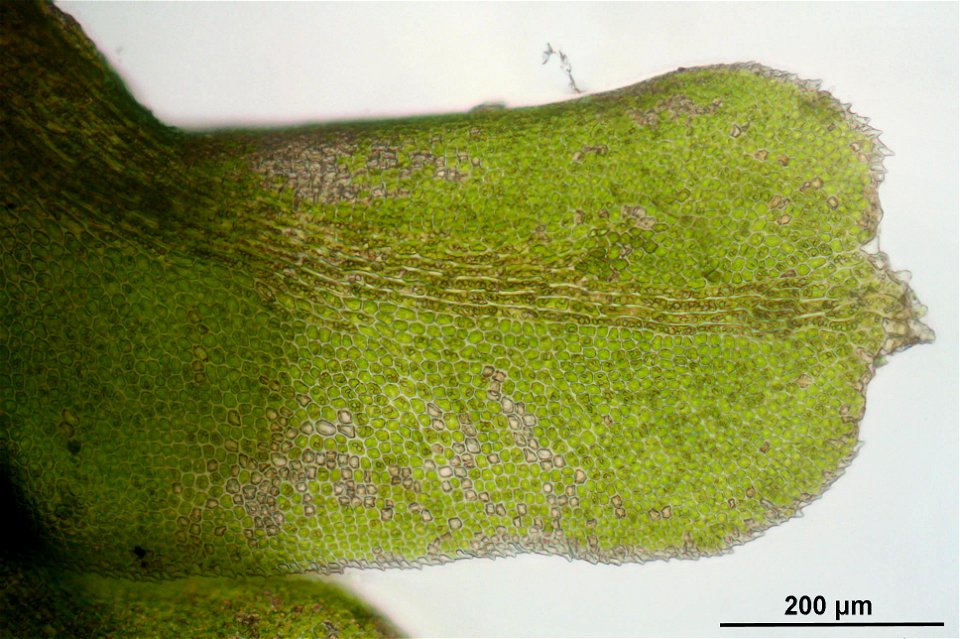 Diplophyllum albicans