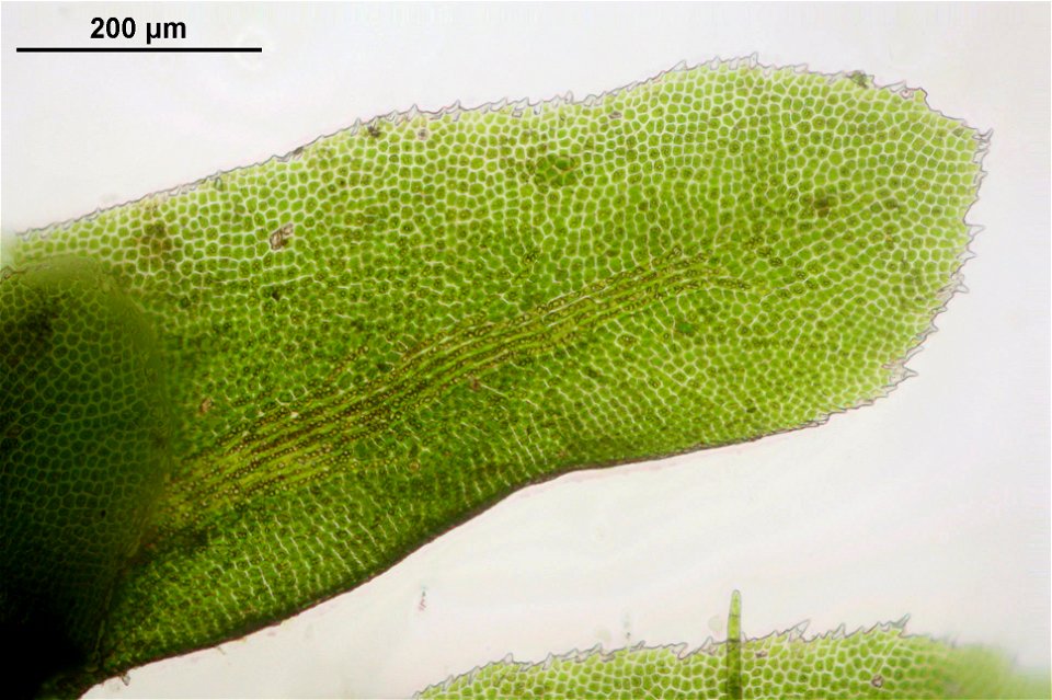 Diplophyllum albicans