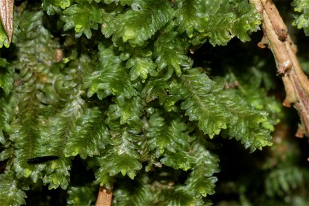Diplophyllum albicans