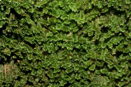 Diplophyllum albicans
