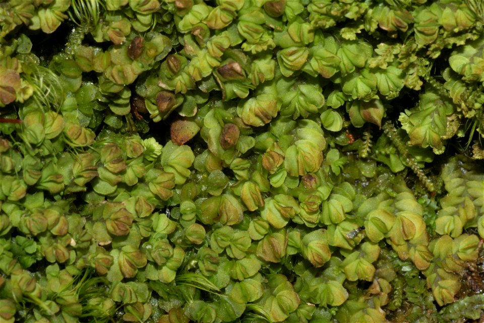 Mylia taylorii