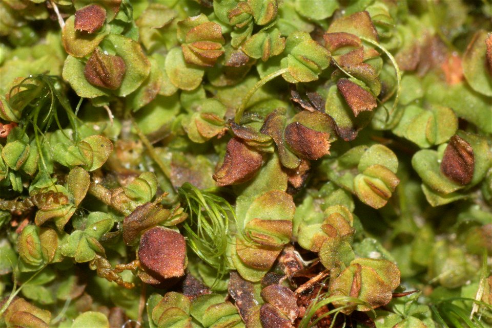 Mylia taylorii