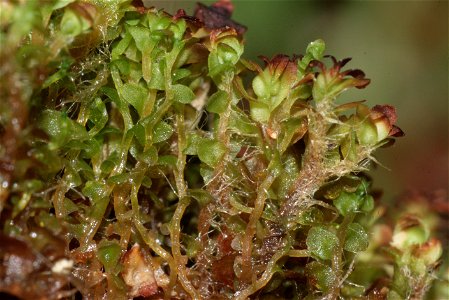 Mylia taylorii