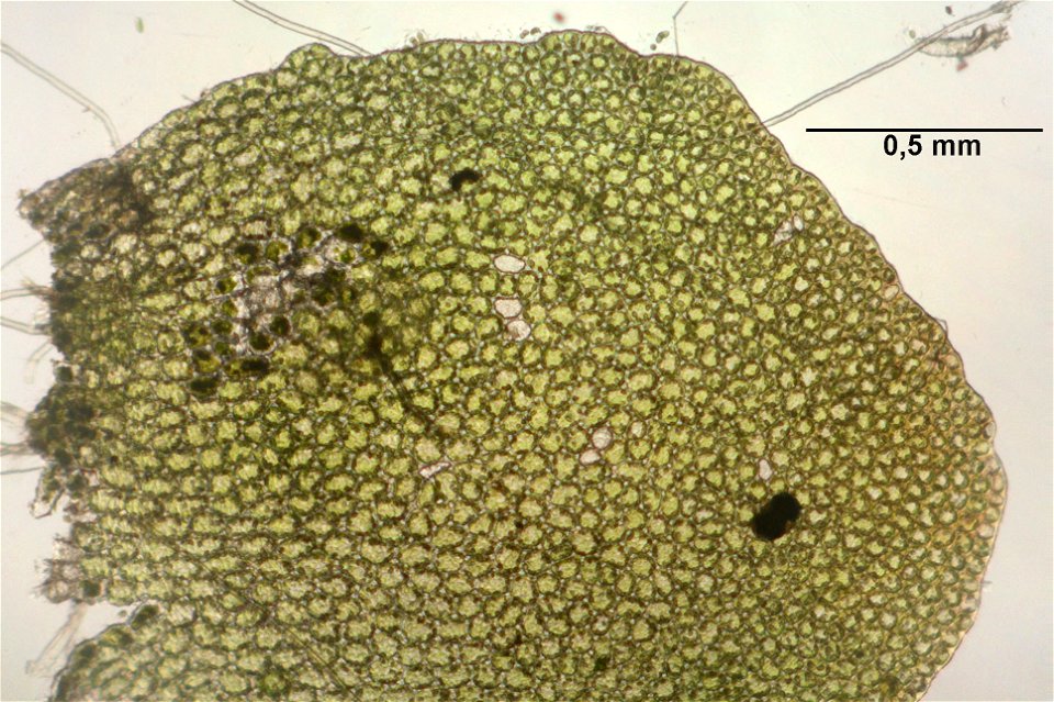 Mylia taylorii