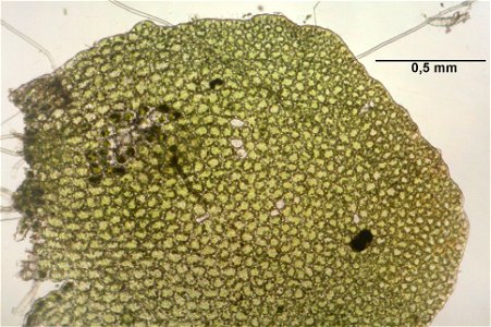 Mylia taylorii