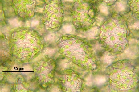 Mylia taylorii