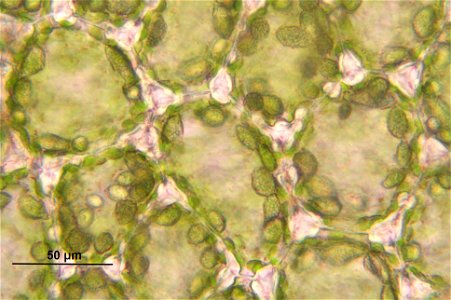 Mylia taylorii